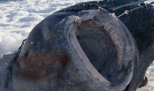 YouTube: encuentran un tiburón congelado en el océano Ártico, lo analizan y captan lo impensado