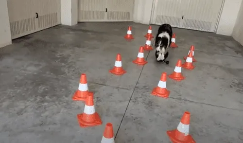 YouTube viral: perro ‘monta’ skate como todo un profesional y causa gran sensación en las redes