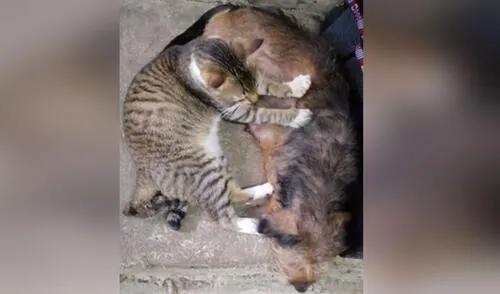 Gata ve que su ‘amiga’ acaba de tener crías y se acerca a hacerle masajes