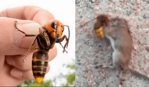 La brutal pelea a muerte entre un avispón asesino y un ratón que preocupa a EE.UU. [VIDEO]