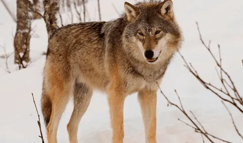 YouTube viral: ni para aullar se levanta esta loba denominada 'la más perezosa del mundo' [VIDEO]