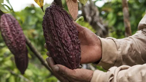 Tamshi, empresa comercializadora de cacao, podría llevar su caso a la CIADI en caso no pueda resolver en primera instancia su conflicto con el Estado Peruano. Foto: web Tamshi. Tamshi.