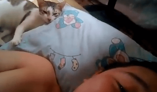 Facebook: joven desafinado le canta a su gato para que no duerma y este reacciona de forma inesperada [VIDEO]