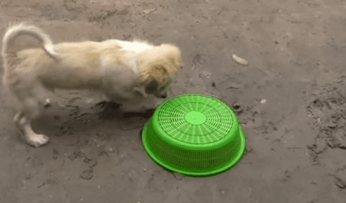 YouTube viral: pollito y perro se vuelven los mejores amigos, luego de valiente rescate [VIDEO]