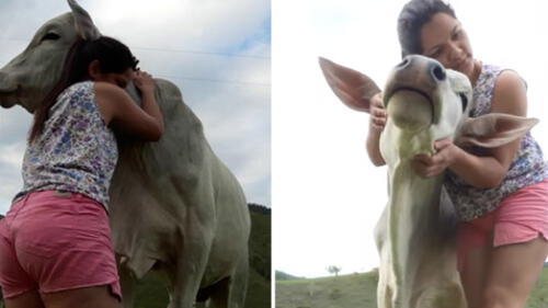 Facebook: Vaca fue abandonada por su madre, pero una mujer le dio la mejor vida de todas
