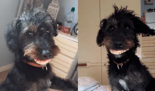 Perro roba dentadura postiza redes sociales