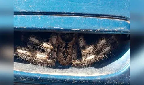 Desliza las imágenes para observar al gigantesco arácnido que se camufló por días en la puerta del auto de una mujer. Foto: Facebook Facebook viral: mujer encuentra una araña escondida en la manija de la puerta de su vehículo