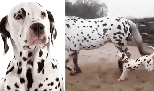 Facebook viral: perro dálmata conoce a caballo 'leopardo' y tiene increíble reacción [VIDEO]