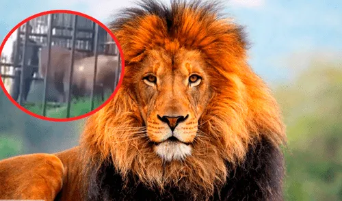 YouTube viral: hombre en estado de ebriedad fue atacado por león al meter su mano en su jaula