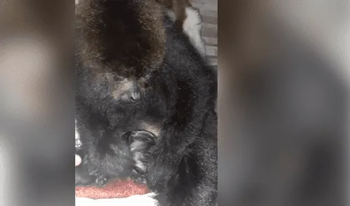 YouTube viral: mono ve a un perro por primera vez y su reacción conmueve a todos [VIDEO]