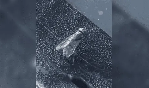 Vía Facebook: mosca es graba orinando y la escena dejó a miles sin palabras [VIDEO]