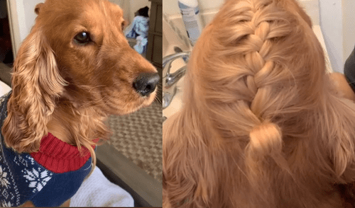 Desliza hacia la izquierda para ver las imágenes del video viral. Foto: captura de Facebook. Facebook viral: mujer utiliza el pelo de su perro para hacer tutorial de peinados