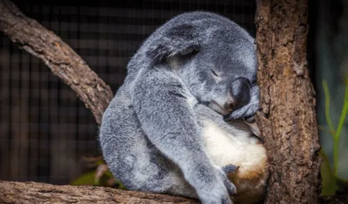 Los koalas están "funcionalmente extintos", anunció una ONG australiana 