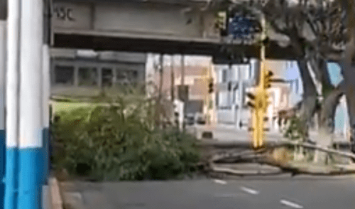 Fuertes vientos provocan caída de árboles en el Callao. Foto: Canal N