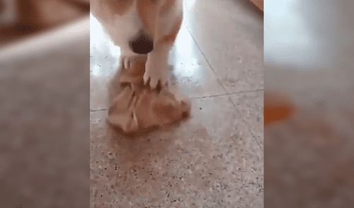 Facebook viral: perro limpia su orine con trapito, luego de que su dueño le regañara duramente [VIDEO]