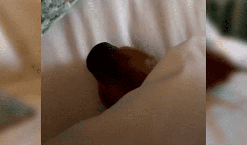 Facebook viral: coloca cámara de seguridad y descubre lo que hacía su perro en su cama durante su ausencia [VIDEO]