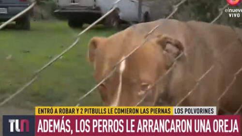 Amputan pierna a ladrón tras ataque de los perros pitbull de la casa a la que entró a robar
