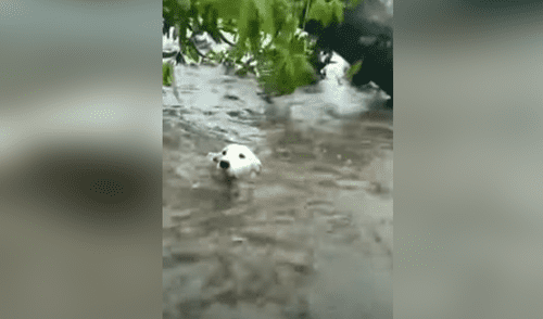 Desliza hacia la izquierda para ver las imágenes del video viral. Foto: captura de Facebook. Facebook viral: perro cae a una inundación