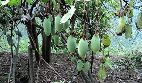 Huancayo: organizan limpieza del Bosque de los Tumbos