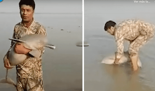 Un hombre de Pakistán salvó la vida de un delfín en la orilla del río. Foto: captura de YouTube. Delfín ciego queda varado en la orilla del río y hombre lo rescata