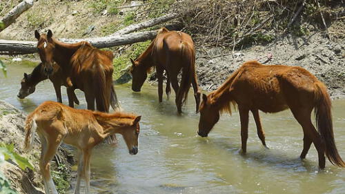 Denuncian a Coali SAC por no alimentar a 130 caballos de paso en empresa Tumán