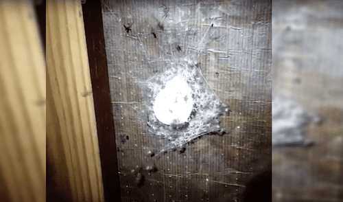 Facebook Viral: Intenta quemar nido de arañas y aparece algo temible [VIDEO]