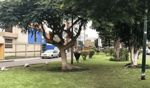 Captan a parejas teniendo relaciones sexuales en parque de Barranco