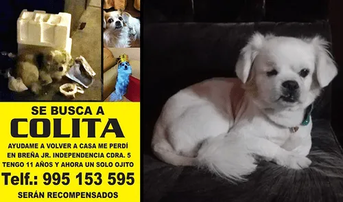 Cercado de Lima: ofrecen recompensa por perrito pekinés perdido con un ojo hundido 