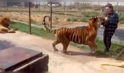 Facebook viral: Turista se acerca mucho a jaula de peligroso tigre y este reacciona así [VIDEO]