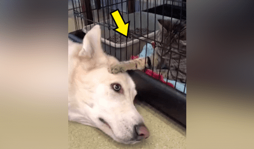 Facebook viral: un gato que consuela a perro en veterinaria sorprende a todos [VIDEO] 