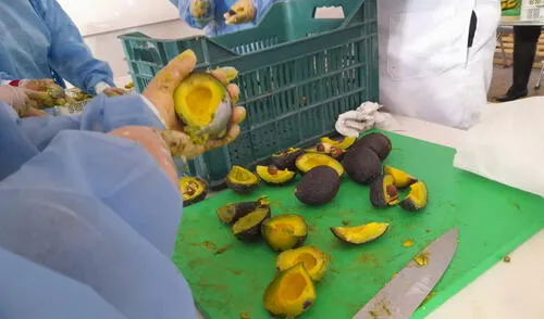En Moquegua inició la preparación de la ensalada de palta más grande del mundo.