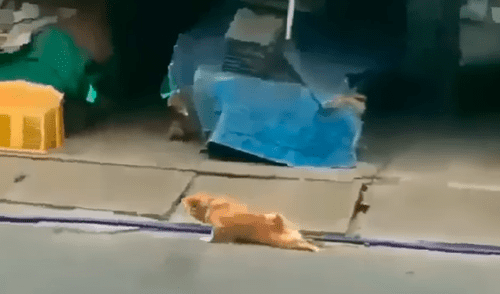 Facebook viral: Chico se conmueve de perro callejero, le invita comida y ocurre lo inesperado Facebook viral: Chico se conmueve de perro callejero, le invita comida y ocurre lo inesperado