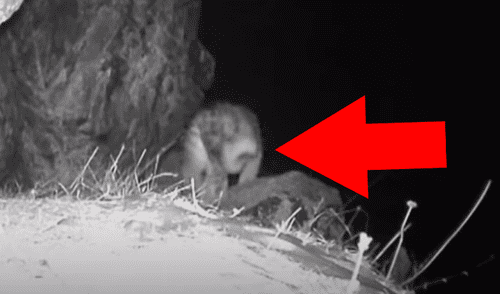 YouTube viral: cámaras captan un impresionante animal salvaje nunca antes visto [VIDEO]