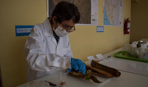 laboratorio mosca de la fruta