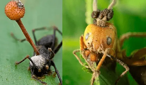 YouTube viral: hongo parásito vuelve 'zombie' a hormiga y todo queda registrado en video