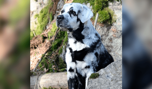 Desliza la imagen de Facebook para ver todas las fotos. Conoce a Blaze, el labrador negro con vitiligo que ahora luce como un dálmata