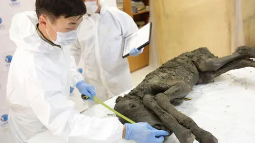 Científicos buscan clonar sorprendente especie de caballo extinta hace 42 000 años 