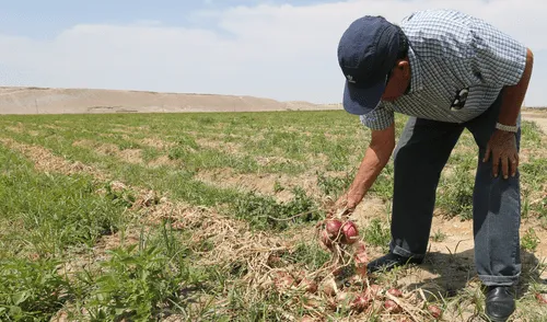 Minagri: Se inyectará 200 millones de soles a Agrobanco para financiar a pequeños productores Minagri: Se inyectará 200 millones de soles a Agrobanco para financiar a pequeños productores