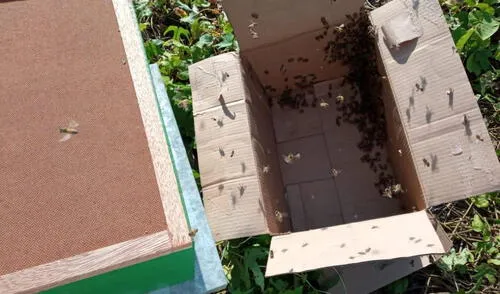 Rescataron una colmena de abejas. Foto: Municipalidad de Miraflores
