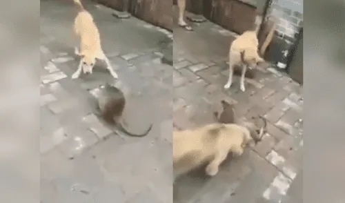 Facebook Viral: Perros intentaron comerse a un roedor gigante y tuvieron terrible final [VIDEO]