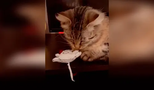 Desliza las imágenes para conocer la conmovedora historia de una gatita que perdió a su bebé y recibió el apoyo de su dueña. Foto: captura de TikTok TikTok viral: gatita pierde a su cría y su dueña le hace un muñeco de tela para animarla