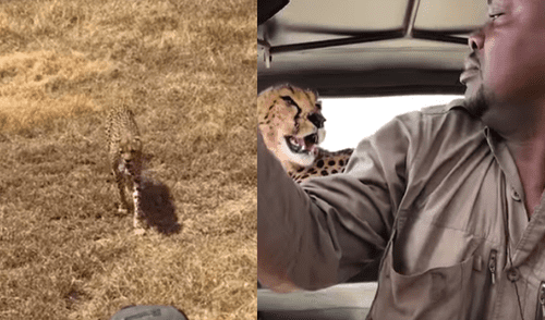 Chita invadió auto en Tanzania y reacción de familia impacta en la red [VIDEO]