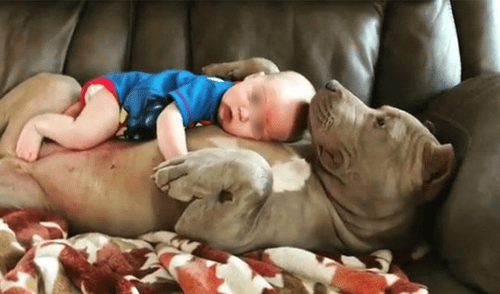 YouTube: pitbull recatado de las peleas callejeras se vuelve la mejor hermana de estos niños YouTube: pitbull recatado de las peleas callejeras se vuelve la mejor hermana de estos niños