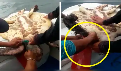 YouTube viral: pescadores encuentran a tortuga marina enganchada a desperdicios y la salvan [VIDEO] 
