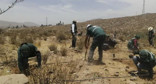 Siembran 600 árboles para restaurar el bosque de Yaro.