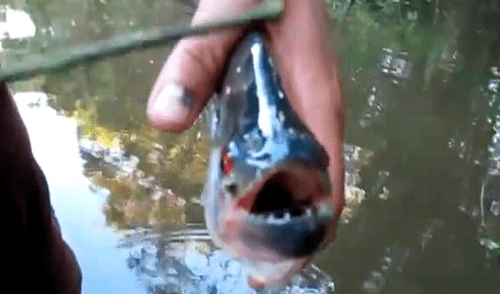 YouTube Viral: Utilizan a piraña como tijera e indigna al mundo [VIDEO] 