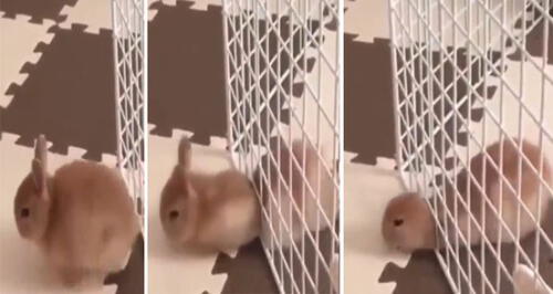 Conejo desafía las leyes de la física al pasar por un agujero diminuto [VIDEO]