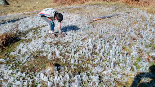 Heladas afectan cultivos en Lambayeque Heladas afectan cultivos en Lambayeque