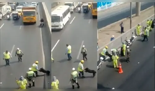 Facebook: Policía detiene el tránsito en la Panamericana Norte para rescatar a perro [VIDEO] 