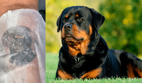 Desliza las fotografías para ver el increíble tatuaje que se hizo un joven en honor a su difunta mascota. Foto: Captura/ goksisdead Desliza las fotografías para ver el increíble tatuaje que se hizo un joven en honor a su difunta mascota. Foto: Captura/ goksisdead